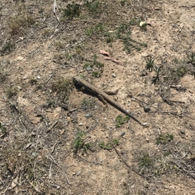 Pogona barbata (Eastern Bearded Dragon) at Cooleman Ridge - 3 Oct 2019 by WindyHen