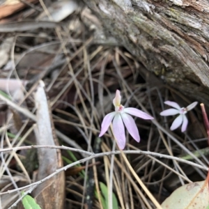 Caladenia fuscata at Hackett, ACT - suppressed