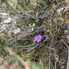 Thysanotus patersonii (Twining Fringe Lily) at Black Mountain - 5 Oct 2019 by JasonC