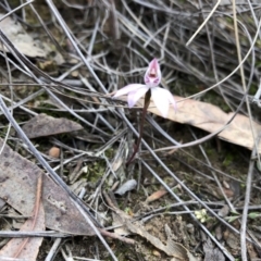 Caladenia fuscata (Dusky Fingers) at Hackett, ACT - 5 Oct 2019 by JasonC