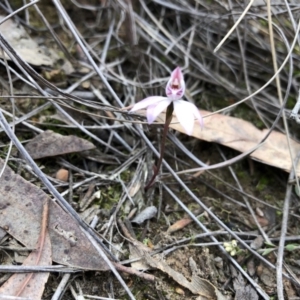 Caladenia fuscata at Hackett, ACT - suppressed