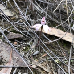 Caladenia fuscata (Dusky Fingers) at Black Mountain - 5 Oct 2019 by JasonC