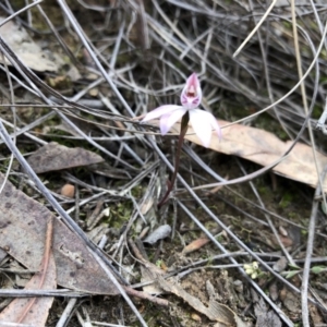Caladenia fuscata at Hackett, ACT - 5 Oct 2019