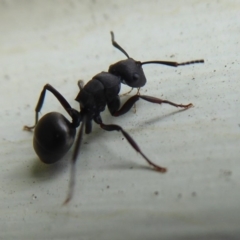 Polyrhachis sp. (genus) (A spiny ant) at Flynn, ACT - 5 Oct 2019 by Christine