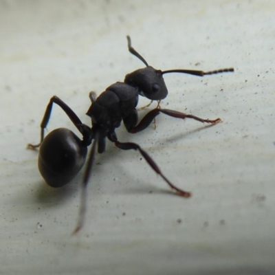 Polyrhachis sp. (genus) (A spiny ant) at Flynn, ACT - 4 Oct 2019 by Christine