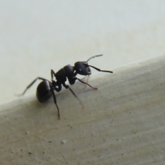 Polyrhachis sp. (genus) at Flynn, ACT - 5 Oct 2019 09:59 AM