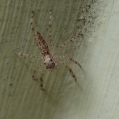 Helpis minitabunda (Threatening jumping spider) at Flynn, ACT - 5 Oct 2019 by Christine