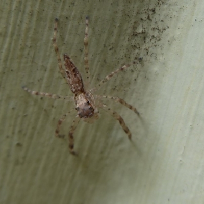 Helpis minitabunda (Threatening jumping spider) at Flynn, ACT - 4 Oct 2019 by Christine