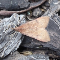 Uresiphita ornithopteralis (Tree Lucerne Moth) at Black Mountain - 4 Oct 2019 by Christine