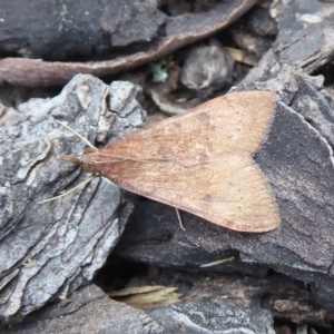 Uresiphita ornithopteralis at Hackett, ACT - 4 Oct 2019 04:28 PM