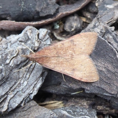 Uresiphita ornithopteralis (Tree Lucerne Moth) at Hackett, ACT - 4 Oct 2019 by Christine