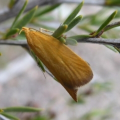 Eulechria electrodes (Yellow Eulechria Moth) at Hackett, ACT - 4 Oct 2019 by Christine