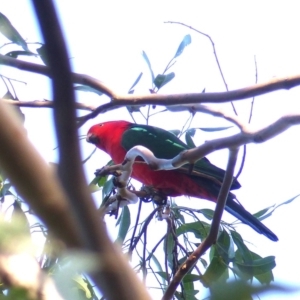 Alisterus scapularis at Black Range, NSW - 20 Apr 2019