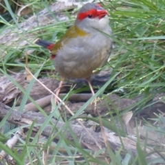 Neochmia temporalis (Red-browed Finch) at Black Range, NSW - 4 May 2019 by MatthewHiggins