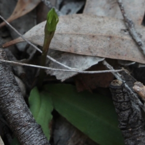 Chiloglottis trapeziformis at Gundaroo, NSW - suppressed