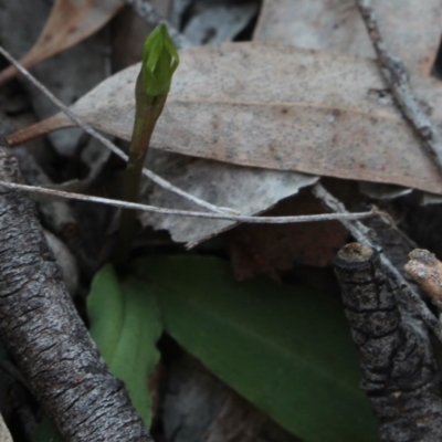 Chiloglottis trapeziformis (Diamond Ant Orchid) at MTR591 at Gundaroo - 2 Oct 2019 by MaartjeSevenster