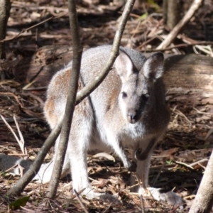 Notamacropus rufogriseus at Black Range, NSW - 18 Apr 2019
