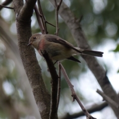 Petroica rosea (Rose Robin) at Black Range, NSW - 8 Apr 2019 by MatthewHiggins