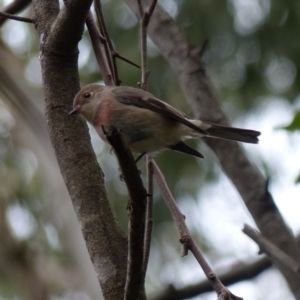 Petroica rosea at Black Range, NSW - 8 Apr 2019