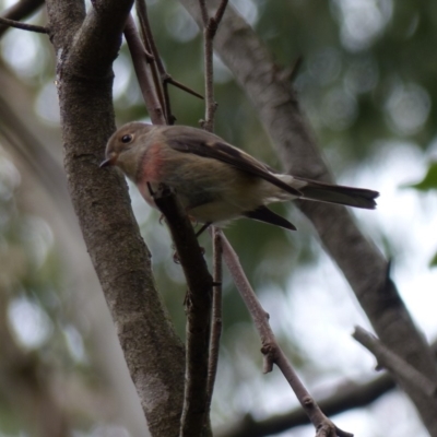 Petroica rosea (Rose Robin) at Black Range, NSW - 8 Apr 2019 by MatthewHiggins