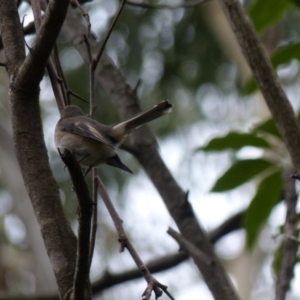 Petroica rosea at Black Range, NSW - 8 Apr 2019