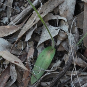 Glossodia major at Gundaroo, NSW - suppressed