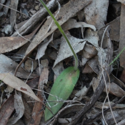 Glossodia major (Wax Lip Orchid) at Gundaroo, NSW - 2 Oct 2019 by MaartjeSevenster