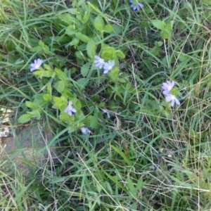 Scaevola aemula at Black Range, NSW - 30 Apr 2019 11:06 AM