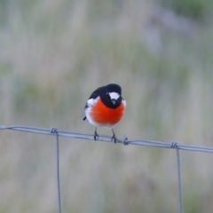 Petroica boodang (Scarlet Robin) at Black Range, NSW - 11 May 2019 by MatthewHiggins