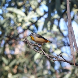 Pardalotus punctatus at Black Range, NSW - 4 Jul 2019