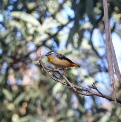 Pardalotus punctatus (Spotted Pardalote) at Black Range, NSW - 4 Jul 2019 by MatthewHiggins