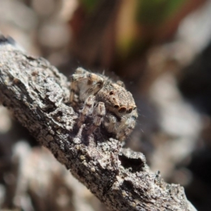 Maratus chrysomelas at Cook, ACT - 4 Oct 2019 12:23 PM