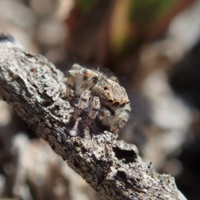 Maratus chrysomelas (Variable Peacock Spider) at Mount Painter - 4 Oct 2019 by CathB