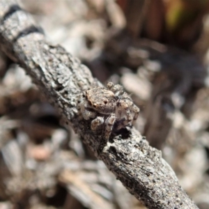 Maratus chrysomelas at Cook, ACT - 4 Oct 2019 12:23 PM