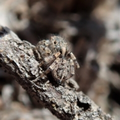 Maratus chrysomelas at Cook, ACT - 4 Oct 2019 12:23 PM