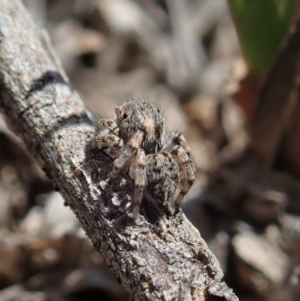 Maratus chrysomelas at Cook, ACT - 4 Oct 2019 12:23 PM