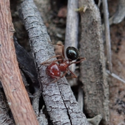 Melophorus perthensis (Field furnace ant) at Mount Painter - 4 Oct 2019 by CathB