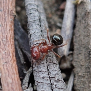 Melophorus perthensis at Cook, ACT - 4 Oct 2019