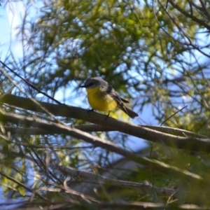 Eopsaltria australis at Wamboin, NSW - 13 Jul 2019