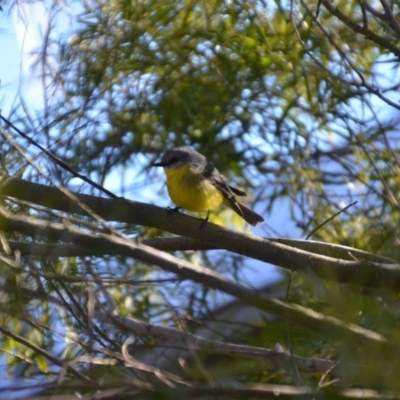 Eopsaltria australis (Eastern Yellow Robin) at Wamboin, NSW - 13 Jul 2019 by natureguy