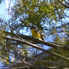 Eopsaltria australis at Wamboin, NSW - 13 Jul 2019