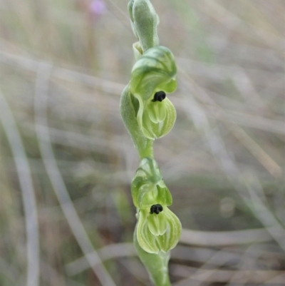 Hymenochilus bicolor (ACT) = Pterostylis bicolor (NSW) (Black-tip Greenhood) at Coree, ACT - 4 Oct 2019 by CathB