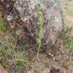 Hymenochilus bicolor at Coree, ACT - 4 Oct 2019