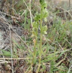 Hymenochilus bicolor at Coree, ACT - 4 Oct 2019