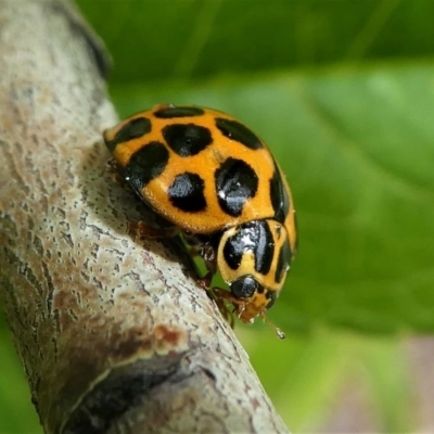 Harmonia conformis (Common Spotted Ladybird) at Kambah, ACT - 5 Oct 2019 by HarveyPerkins