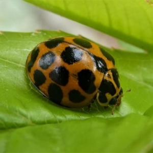 Harmonia conformis at Kambah, ACT - 5 Oct 2019