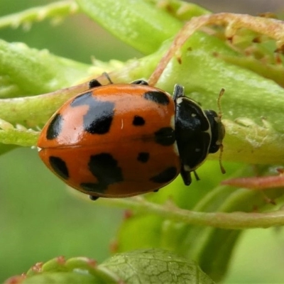 Hippodamia variegata (Spotted Amber Ladybird) at Kambah, ACT - 5 Oct 2019 by HarveyPerkins