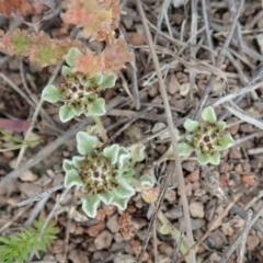 Stuartina muelleri (Spoon Cudweed) at Coree, ACT - 4 Oct 2019 by CathB