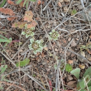 Stuartina muelleri at Coree, ACT - 4 Oct 2019