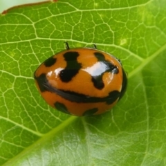 Coccinella transversalis (Transverse Ladybird) at Kambah, ACT - 5 Oct 2019 by HarveyPerkins